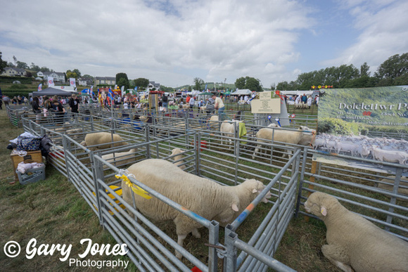 Lampeter_Show_2023 (17 of 169)